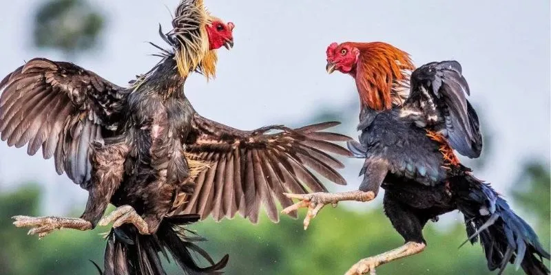 Các loại cược đá gà hiệu quả phổ biến nhất